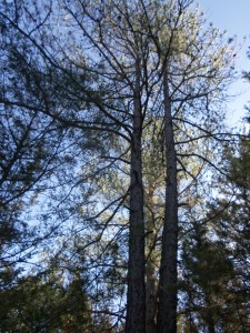 Pines grow tall in Northeast Texas, shading the hardwoods and competing with the cedars for their place in the sun. 