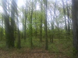The woods are beautiful and so peaceful, too