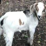 Picture of a beautiful mostly white with brown and black spots Nubian goat