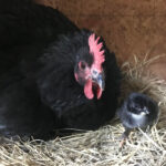 A black hen sitting on a nest with a baby chick just out in front of her