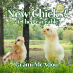 Children's picture book cover NEW CHICKS at the PEACEABLE by Caryl McAdoo with a wooded country background and two adorable chickseby